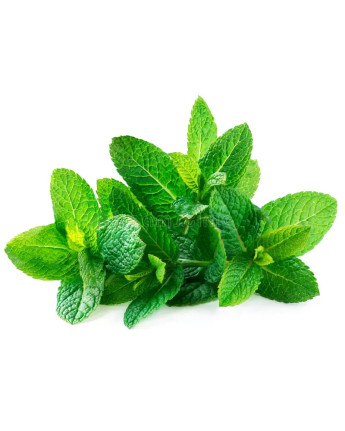 Scouflaire - Groene muntsiroop - La Cave Epicurienne