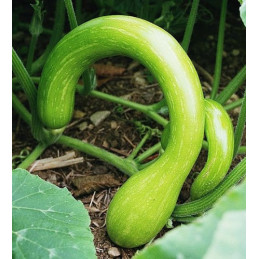 Trompetcourgettes in extra...