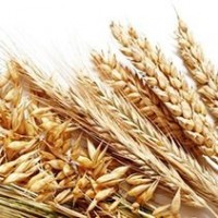 Céréales